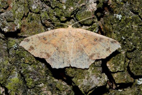 Réf. 214 359 : Cyclophora porata